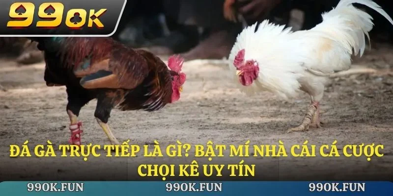 Đá gà trực tiếp là gì? Bật mí nhà cái cá cược chơi kê uy tín